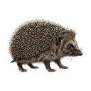 Hedgehog